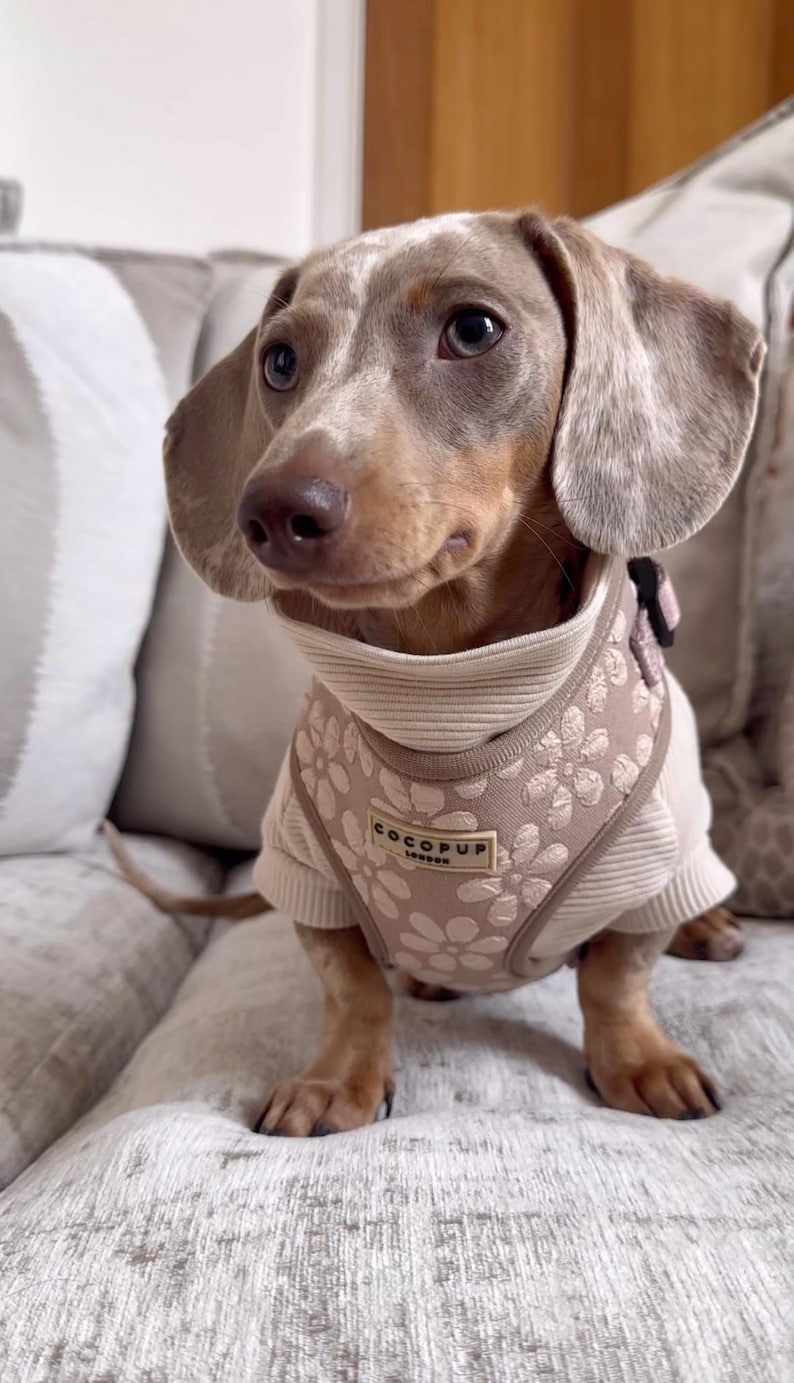 May include: A Dachshund dog wearing a beige and brown floral patterned harness and sweater. The harness has the text "COCOPUP London". The dog is sitting on a striped sofa.