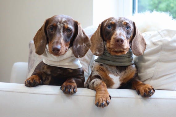 Ribbed Dog Snood | Dachshund Sausage Dog Clothes | Multiple Colours Available