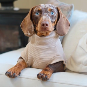 May include: A Dachshund dog with brown and white spotted fur and striking blue eyes, wearing a beige ribbed sweater. The dog is sitting on a white sofa, looking directly at the camera.