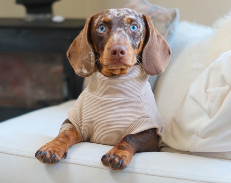 May include: A Dachshund dog with brown and white spotted fur and striking blue eyes, wearing a beige ribbed sweater. The dog is sitting on a white sofa, looking directly at the camera.