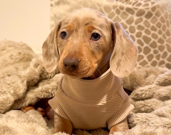 Miniature Dachshund Ribbed Puppy Jumper - Sausage Dog Clothes