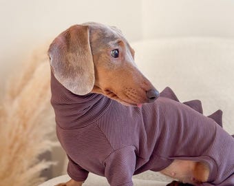 May include: A dachshund wearing a dark purple ribbed bodysuit with a dinosaur spine design. The dog is brown and tan, standing on a white surface. The text "Dachshund Dinosaur Bodysuit" is at the bottom of the image.