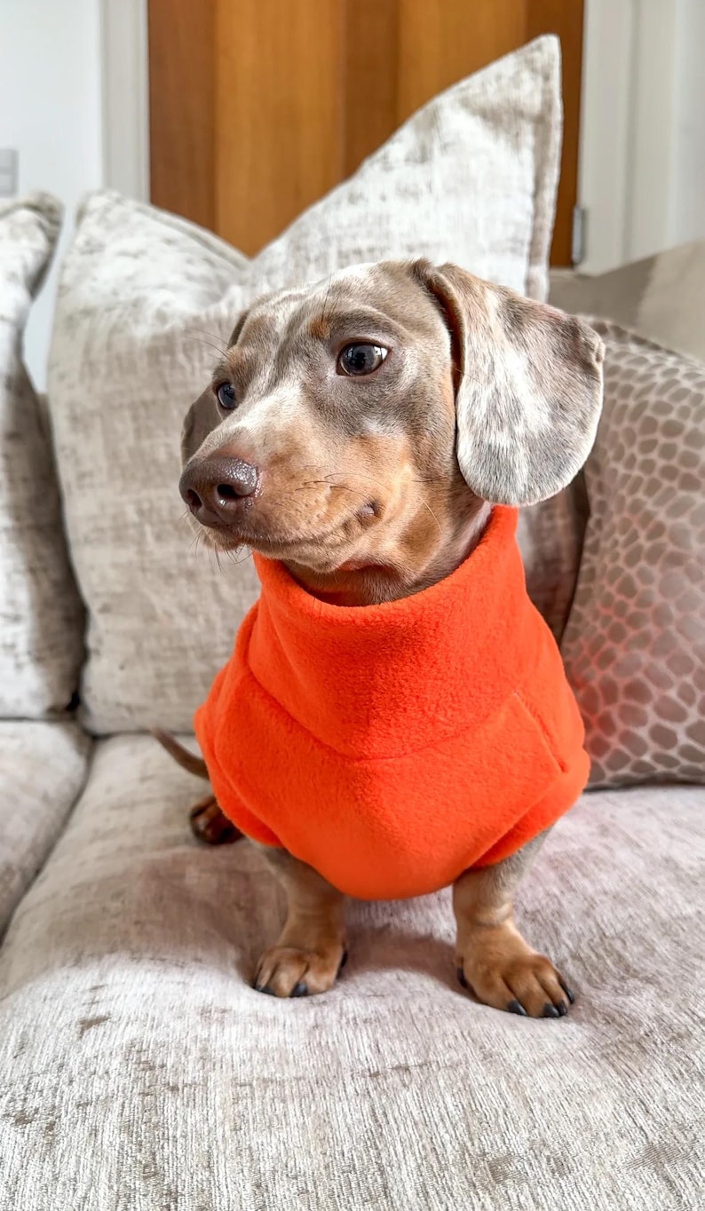 May include: A Dachshund dog wearing an orange fleece sweater. The dog has brown and gray fur and is sitting on a couch. The dog is looking to the left.