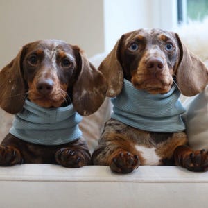 Ribbed Dog Snood | Dachshund Sausage Dog Clothes | Multiple Colours Available bild 3