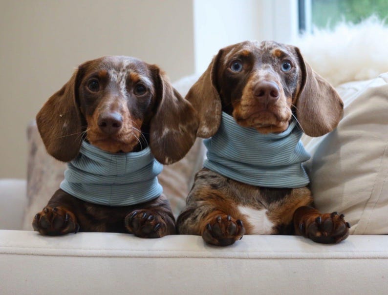 Ribbed Dog Snood | Dachshund Sausage Dog Clothes | Multiple Colours Available bild 3