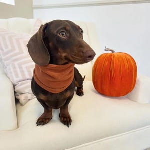 Ribbed Dog Snood | Dachshund Sausage Dog Clothes | Multiple Colours Available bild 6