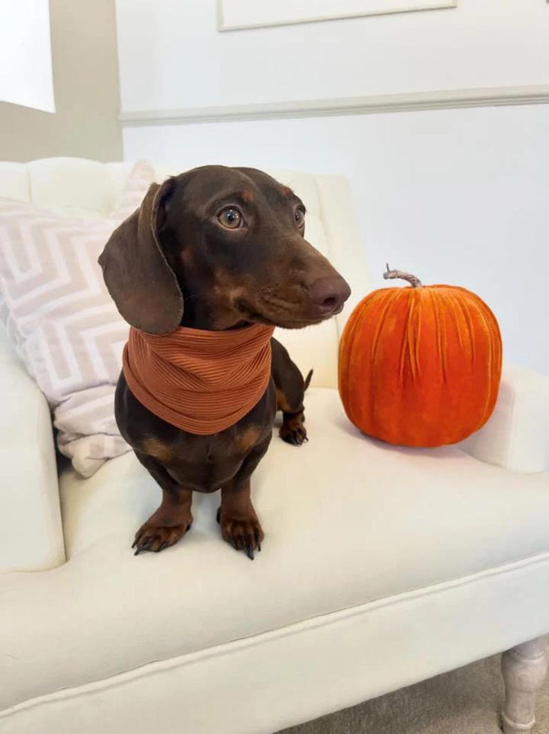Ribbed Dog Snood | Dachshund Sausage Dog Clothes | Multiple Colours Available bild 6