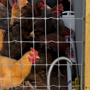 EZ Clean Automatic Chicken Watering System. 36”