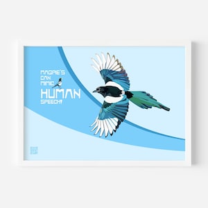 Clever Magpie Art. Talking Bird Wall Art. Educational Animal Print. Magpie Mimicry Art Print. &quot;Can Mimic Human Speech!&quot; Bird Fact Decor.