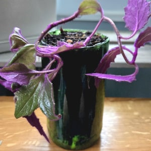 Purple Passion Plant | Gynura Aurantiaca | Rooted Baby Plant | Velvet Leaves