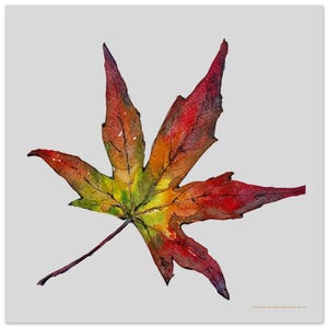 Puede incluir: Pintura a la acuarela de una hoja colorida con forma de estrella. La hoja pasa del rojo al amarillo y al verde, con un tallo marrón oscuro. La obra de arte está sobre un fondo gris claro.