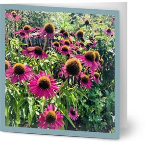 May include: A greeting card displaying a garden scene with numerous pink coneflowers. The flowers have striking yellow-brown centers, set against a backdrop of green foliage. The card is framed by a light blue border.