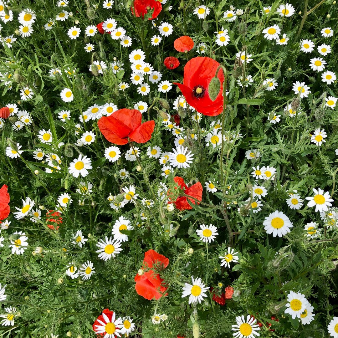 NEW: Yellow Poppy and Daisy Meadow Print Poster - Classic Matte Paper ...
