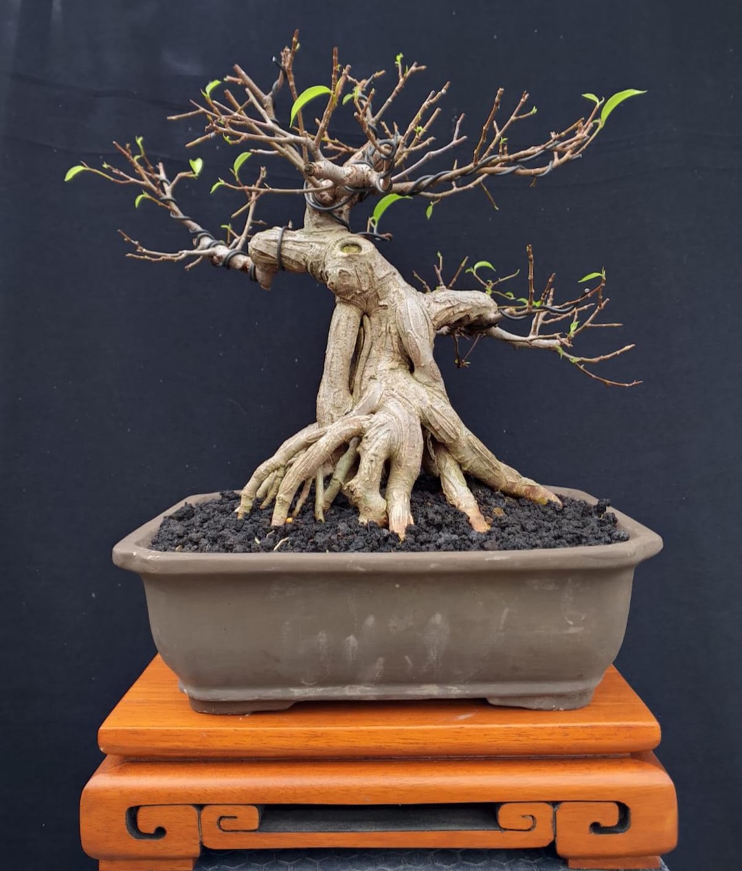 Rare Ficus Tree Rare Bonsai Ficus Microcarpa (001) Tropical Tree. |ficus |tiger Brack ...