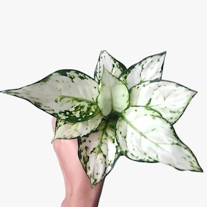 以下が含まれることがあります： 大きな斑入りの葉を持つ観葉植物のクローズアップ。葉は主に白で、不規則な緑色の斑点と模様があります。植物は白い背景に対して、人の手で持たれています。