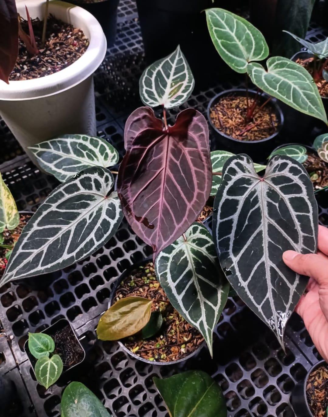 Anthurium king of spades x red crystallinum - Etsy 日本 Anthurium king of spades x red crystallinum - Etsy 日本