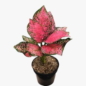 Aglaonema Pink Ruby Sällsynt Exotisk
