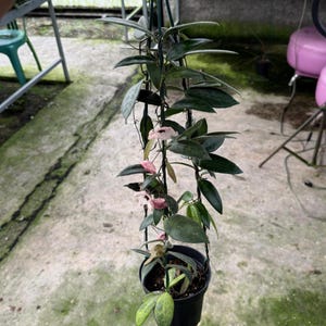 Hoya patella - Etsy 日本