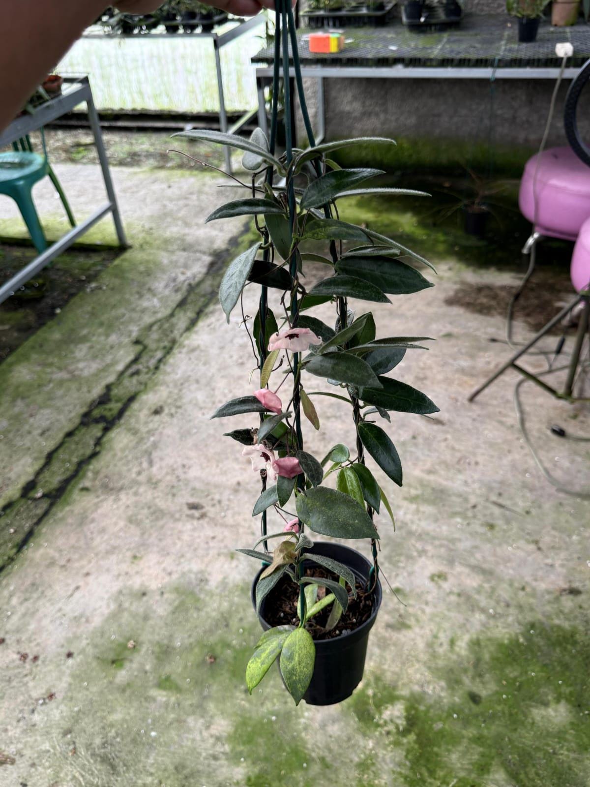 Hoya patella - Etsy 日本