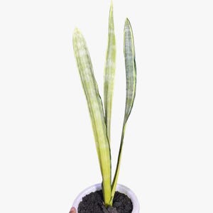 以下が含まれることがあります： 白鉢に入ったサンスベリア。緑と黄色の斑入りの長い直立した葉が特徴です。植物は白い背景にあります。葉には縞模様があります。鉢には黒い土が入っています。