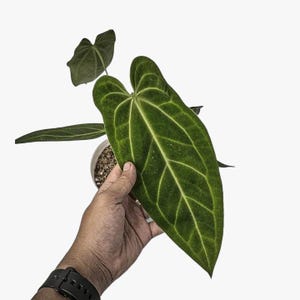 May include: Close-up of a large, dark green Anthurium leaf with prominent, light green veins. The leaf is held in a hand, showcasing its size and texture. The plant is in a small, light-colored pot, set against a white background. The leaf's shape is heart-like.