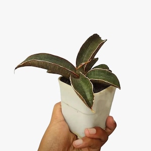 Sansevieria Murciélago Rosa Raro