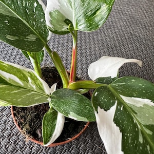 Philodendron White Princess | Rare Aroid | Variegated Houseplant | Easy Care Indoor Plant | 12 cm pot