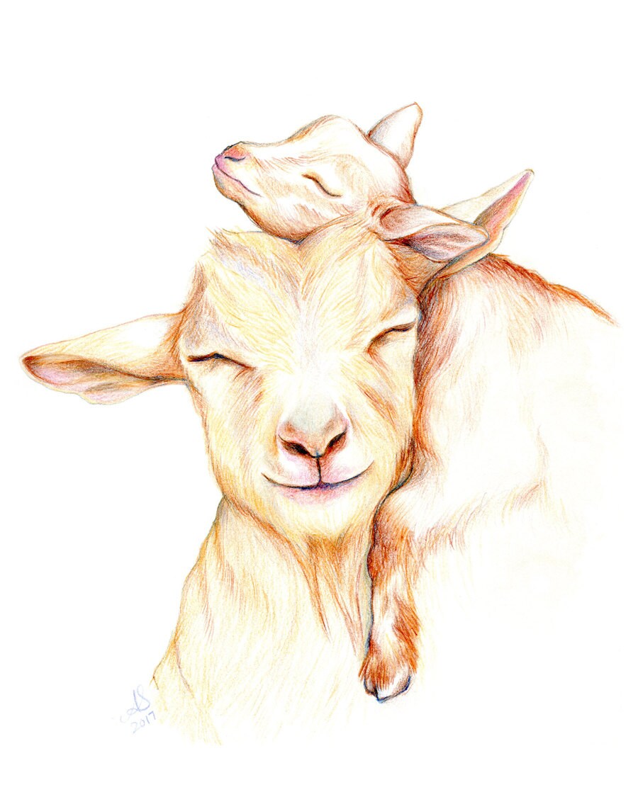 Print on Fine Paper Oil Painting Pink Goats Animals Israeli Fine Art Anat 