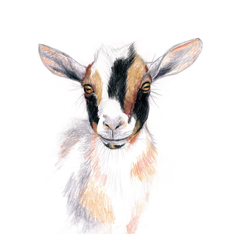 Nigerian Dwarf Goat Wall Art Print Goat Art Goat Drawing Etsy