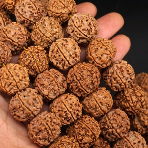 Rudraksha 6 Mukhi Bodhi Seed  , 19mm  Meditation Pray  MALA  Bead 6 Face Beads