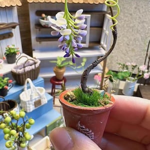 Può includere: Miniatura di pianta di glicine in vaso con fiori viola e bianchi, foglie verdi e un gambo marrone curvo. Il piccolo vaso in terracotta ha un motivo a foglie decorative. Parte di una scena di giardino in miniatura.