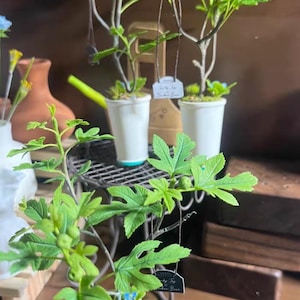 May include: Miniature fig trees in white and green pots. The trees have bright green leaves and small green figs. The pots sit on a small metal stand. Each tree has a small tag hanging from it. The background is a blurred brown.