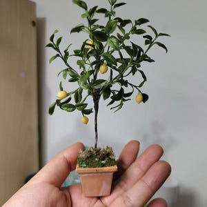May include: A miniature lemon tree in a small terracotta pot. The tree features green leaves and several small yellow lemons. The square pot is filled with green moss. The tree is held in a person's hand.