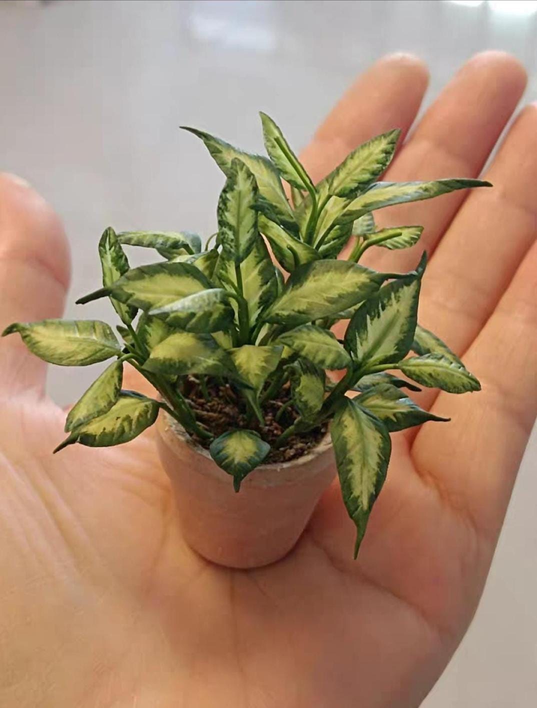 Dieffenbachia Mars – Pianta Da Appartamento 60-70 Cm, Verde, Matura, Blumen Senf