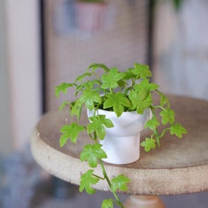 May include: A miniature white ceramic pot containing vibrant green, leafy vines. The plant is placed on a round, light-coloured wooden table. The leaves have a distinctive shape, with some vines trailing over the pot's edge.