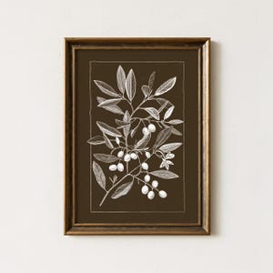Może przedstawiać: Oprawiony wydruk botaniczny. Szczegółowa biała ilustracja gałęzi oliwnych z liśćmi i oliwkami na ciemnobrązowym tle. Grafika zamknięta w złotej drewnianej ramie, odpowiednia do dekoracji ścian.
