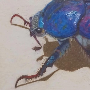 フランス産　アシナカコガネ　セット　Hoplia coerulea blue Hoplia coerulea - Etsy 日本