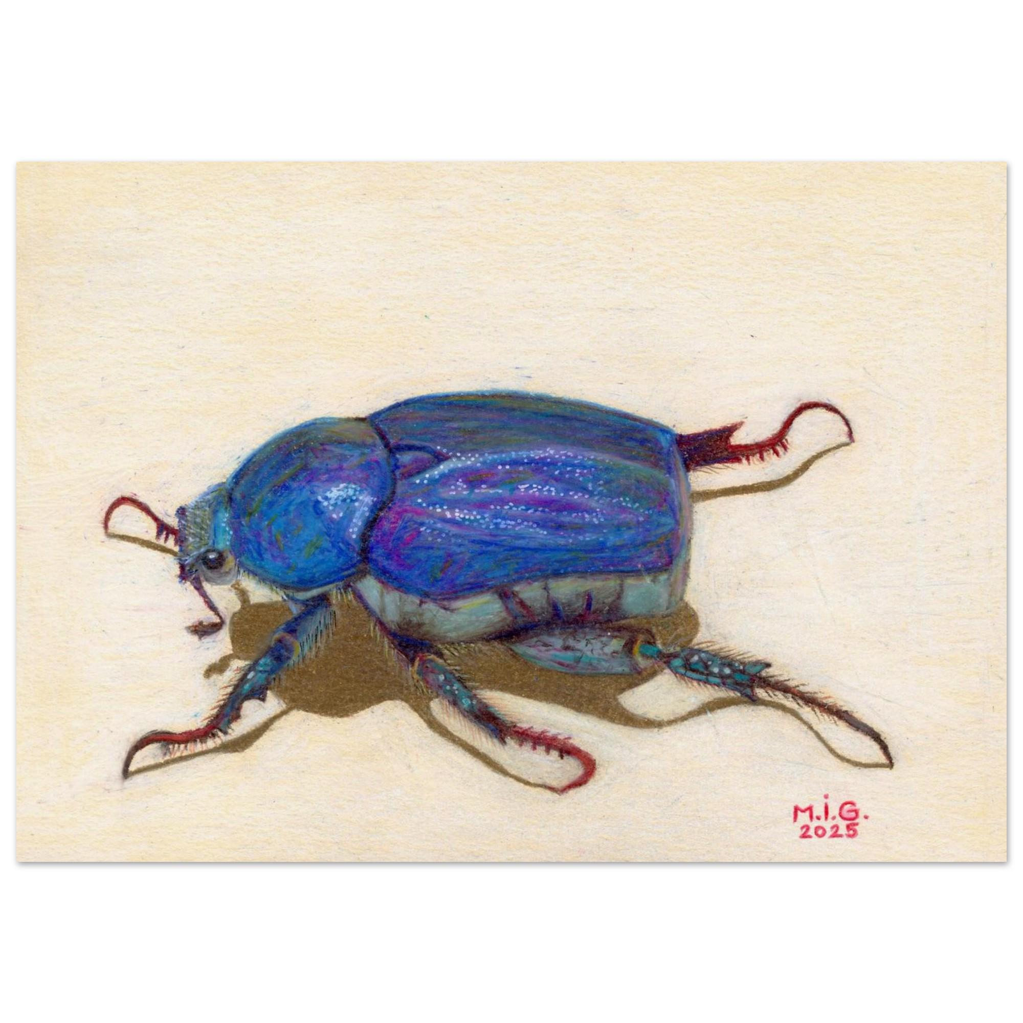 Hoplia Coerulea - Etsy