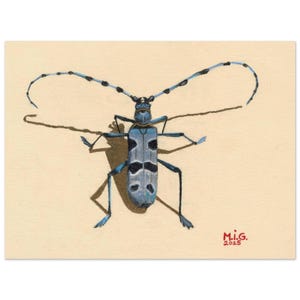 Blue Longhorn Beetle Print (Rosalia alpina) • Scientific Illustration • Entomology Insect Wall Decor