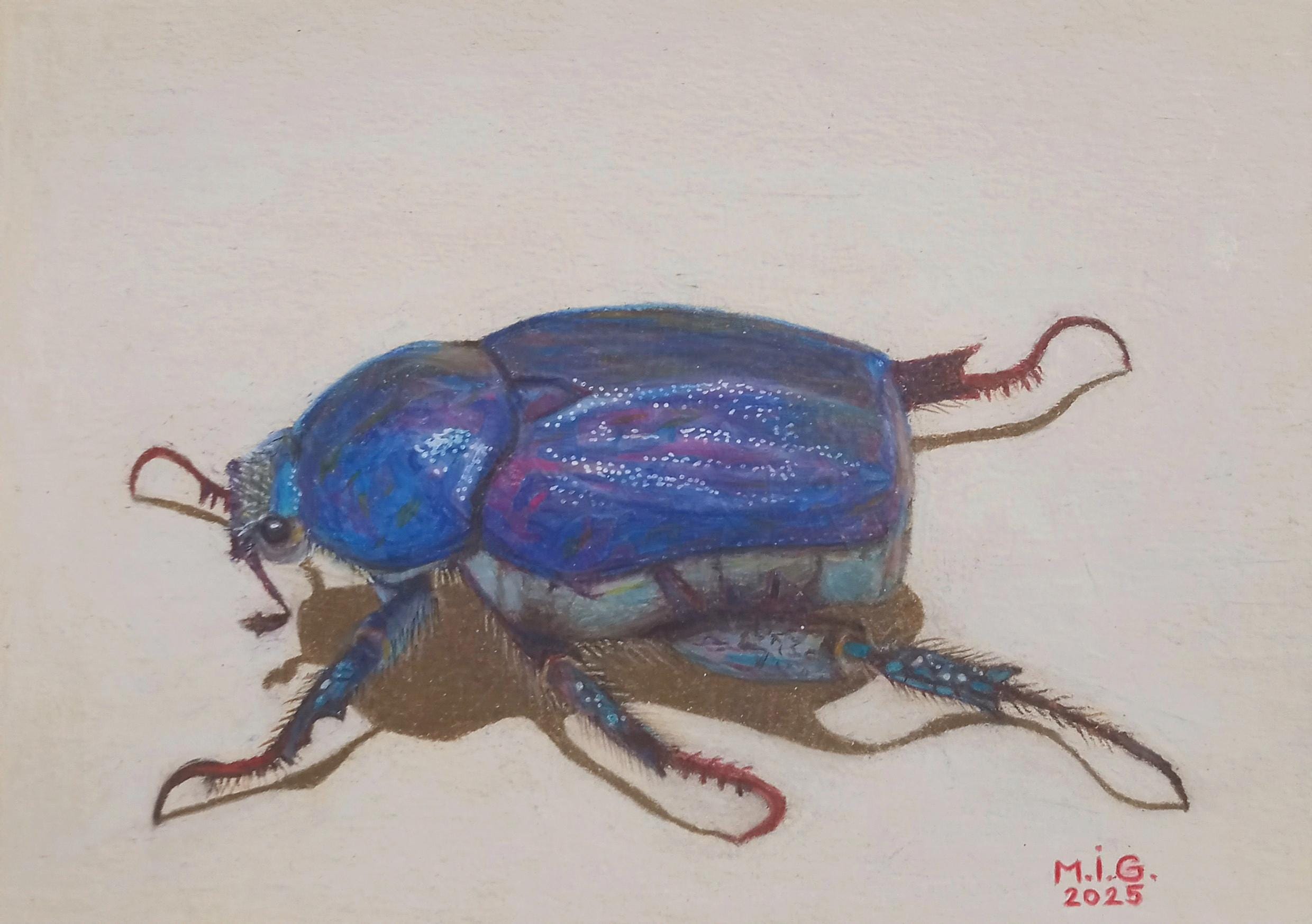 フランス産　アシナカコガネ　セット　Hoplia coerulea blue フランス産アシナカコガネセットHoplia coerulea blue
