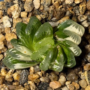 Variegated Haworthia truncata – Rare Succulent, 2.5–3in Single Rosette, Indoor Collectible Plant
