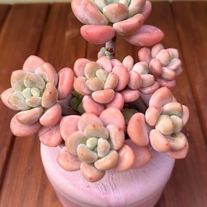 May include: A potted succulent plant with fleshy, pinkish-green leaves. The plant is in a light pink ceramic pot, set against a wooden surface. The succulent's leaves have a subtle gradient of colors, from green to pink.