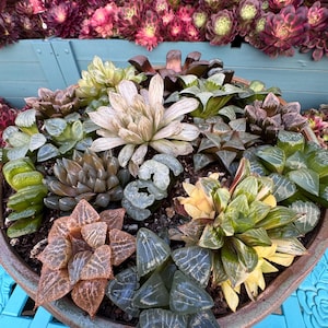 May include: A large, round, ceramic planter overflowing with a variety of succulents. The succulents display a range of colors, including green, brown, yellow, and purple. The planter sits on a blue surface, with a wooden structure in the background.
