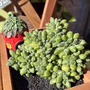 Rare Collector’s Crested Pachyphytum compactum “Chiyoda no Matsu” – 4-5in White Veined Fan-Shaped Succulent