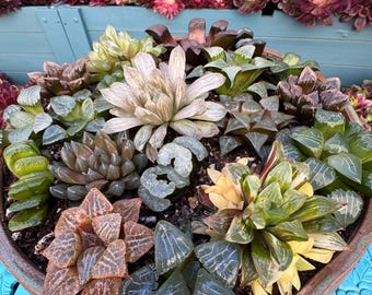 Haworthia Surprise Pack 2–6” | Mixed Succulent Set | Rare & Variegated Combo | Collector Bundle