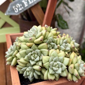 Echeveria &#39;Golden Ivory&#39; Succulent: Sparkling Yellow Ball-Shaped Rosette
