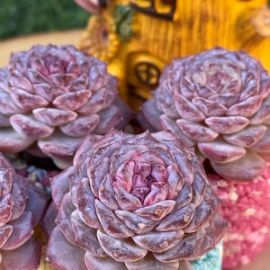 May include: Close-up of several succulents with purple-pink leaves, planted in small, colorful pots filled with decorative pebbles. The pots are blue, pink, and yellow. A yellow fairy house is in the background.