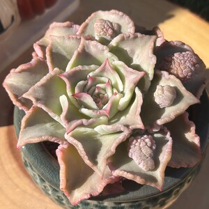 May include: A succulent plant with pale green leaves edged in pink, arranged in a rosette shape. The plant is in a teal ceramic pot with a textured surface, sitting on a wooden surface. Small, textured buds are visible.