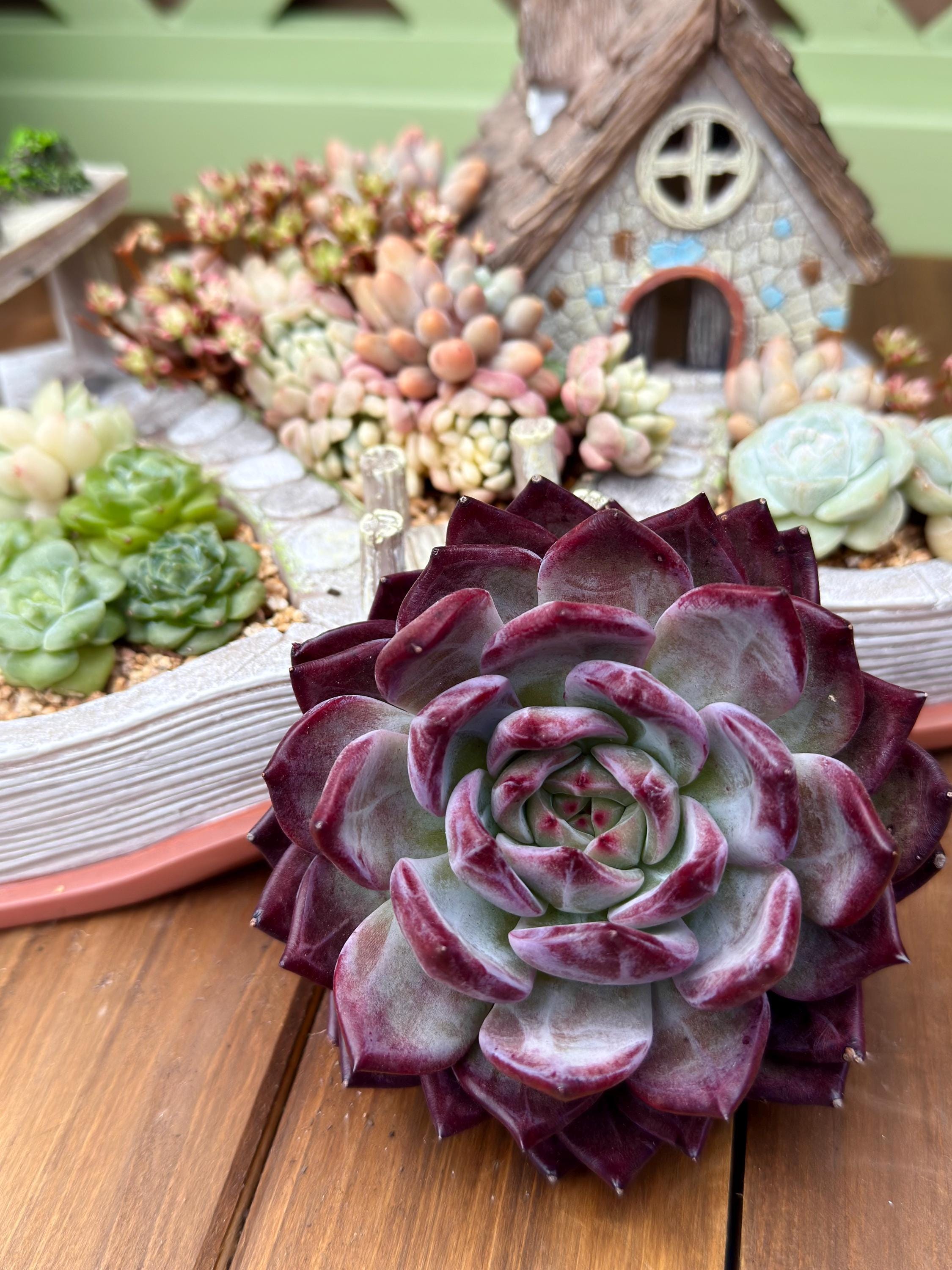 Echeveria、5点セットです(^-^) Echeveria 'daredevil' – Deep Purple Rosette With Feathered Texture