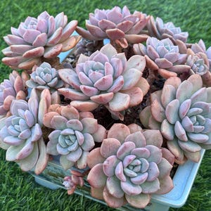 Flower Spotted Deer Succulent | 10" Mature Multi-Head Cluster (10" Pot)